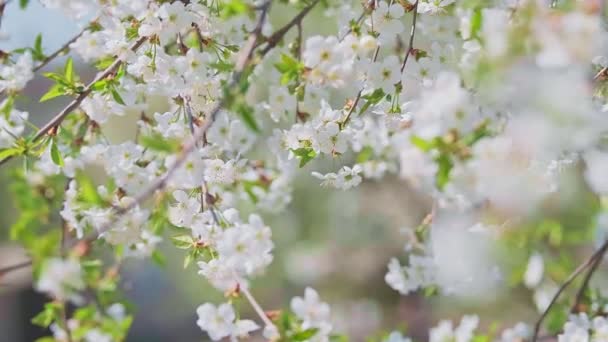 Cherry blossom in full bloom swaying in wind. — Wideo stockowe