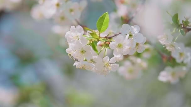 Macro filmato del fiore di ciliegio in piena fioritura ondeggiante nel vento. — Video Stock