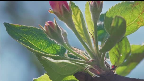 Äppelblommor blommar mot grenar av trädet. — Stockvideo