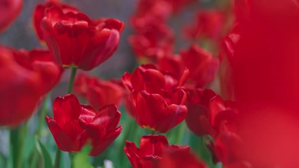 Beaucoup de tulipes rouges dans le vent en été. — Video