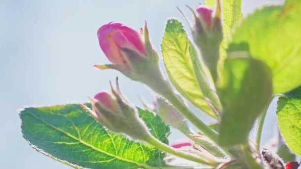 Apple flowers blossoming against branches of the tree. — Vídeo de Stock