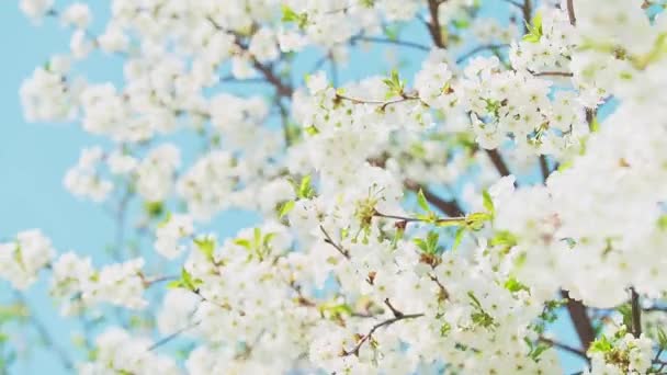 Filmación de la flor de cerezo en plena floración balanceándose en el viento. — Vídeos de Stock