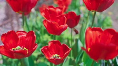 Yazın rüzgârda bir sürü kırmızı lale.