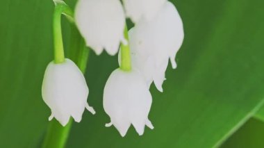 Vadideki çiçeklerin açtığı çiçeğin makro görüntüleri..