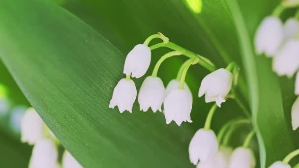 Lily of the valley spring flowers blooming. — Wideo stockowe