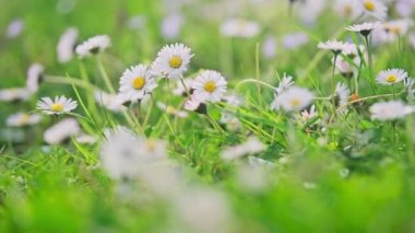 Spring alpine meadow with white Bellis. 