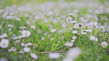 Beyaz Bellis ile Bahar Alp Çayırı. 