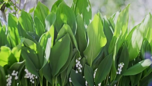 Lily of the valley spring flowers blooming. — Stock Video