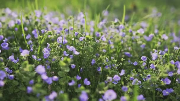 紫色的春天，草甸上的高山花 — 图库视频影像