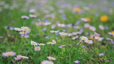 Spring alpine meadow with white Bellis. 