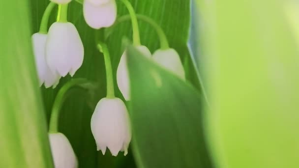 Макрозйомка лілії весняних квітів долини . — стокове відео