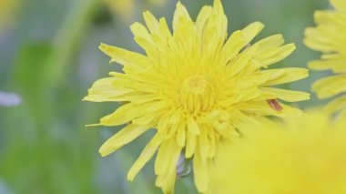 Güzel sarı bir karahindiba çiçeğinin yan çekimleri..