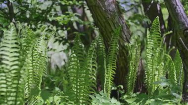 Bir sürü genç yeşil eğreltiotu ormanda yapraklar bırakır.