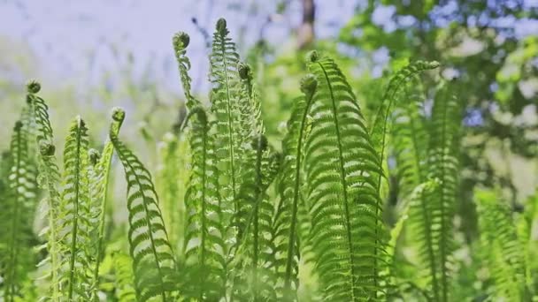 Lots of young Green Fern Leaves Lit By The Sun — Wideo stockowe