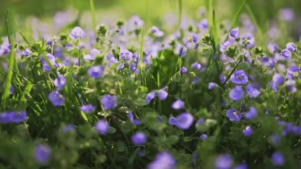 Prairie alpine printanière aux fleurs violettes. — Video