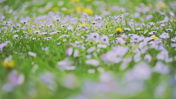 Spring alpine meadow with white Bellis. — Vídeo de Stock