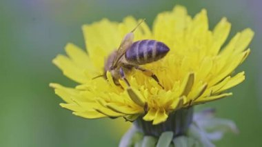 Güzel sarı karahindiba üzerinde bir arı görüntüsü.