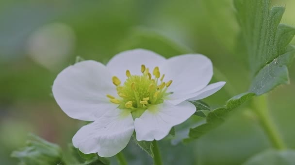 Bahçedeki çalılıkta açan tek bir beyaz çilek çiçeği.. — Stok video