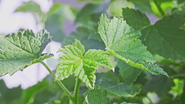 Φρέσκα πράσινα φύλλα σταφίδας στον κήπο. — Αρχείο Βίντεο