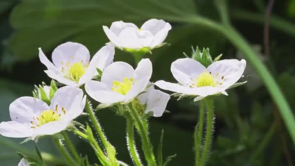 A bunch of white strawberry flowers in bloom on a bush in the garden. — Stock Video