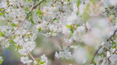 Çiçek açan kiraz çiçekleri rüzgarda sallanan yeşil yapraklarla.