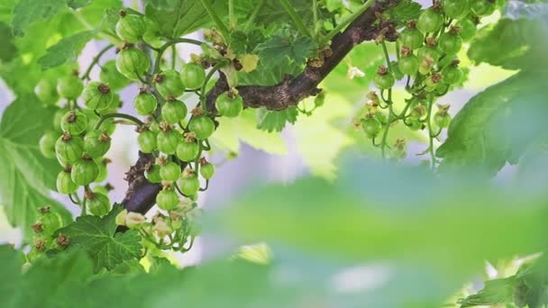Kilka świeżych porzeczek zielonych jagód w ogrodzie — Wideo stockowe