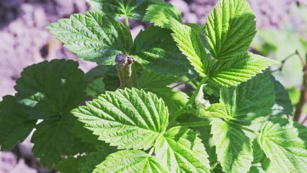 Close-up de folhas de framboesa jovens verdes no jardim — Vídeo de Stock