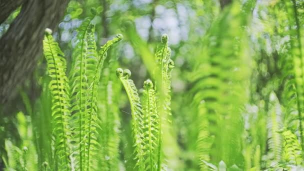 Lots of young Green Fern Leaves Lit By The Sun — Wideo stockowe