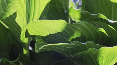 Birçok Genç Yeşil Yapraklar Güneş Tarafından Işıklandırıldı 