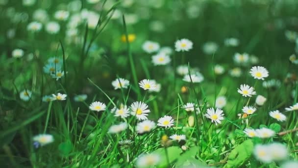 Spring alpine meadow with white Bellis — Vídeo de Stock