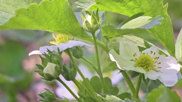 Rüzgarda açan beyaz çilek çiçekleri — Stok video