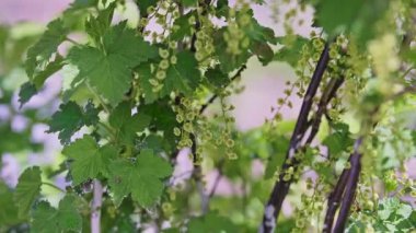 Bahçede taze frenk üzümü çiçek açıyor açık havada yeşil yapraklarla birlikte. Genç frenk üzümü mikropları. Bahçe meyveleri arka planı. Yana kayan dolly yüksek kalite 4K görüntü.