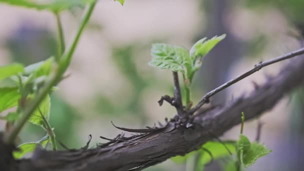 Małe Zielone Liście Winogron Starym Winnym Brunchu Ogrodzie Poruszające Się — Wideo stockowe