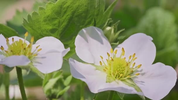 Two White Strawberry Flowers Bloom Bush Garden Shaking Wind Bright — Stock Video