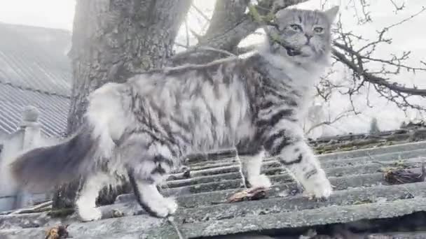 Γούνινο Γκρι Εγχώρια Γάτα Είναι Ευγενικά Πόδια Στην Οροφή Πρωί — Αρχείο Βίντεο