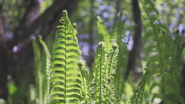 Massor Unga Gröna Ormbunksblad Upplysta Solen Skogen Skaka Med Vinden — Stockvideo