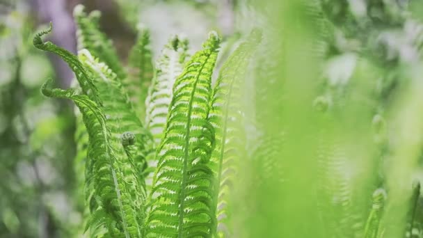 Massor Unga Gröna Ormbunksblad Upplysta Solen Skogen Skaka Med Vinden — Stockvideo