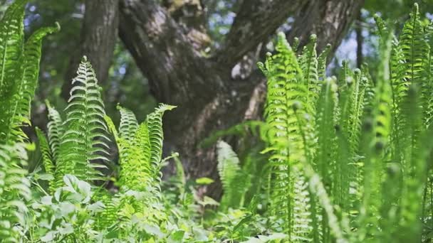 Багато Молодих Зелених Листя Папороті Освітлені Сонцем Лісі Трясучись Вітром — стокове відео