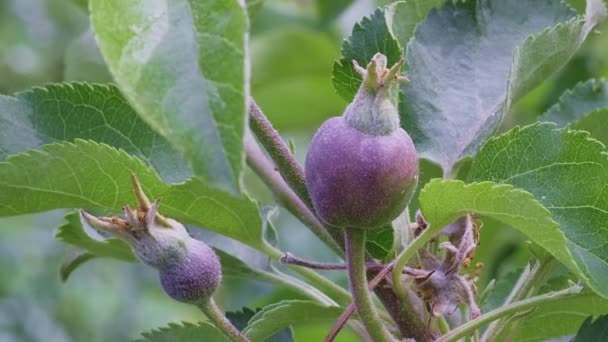 Deux Jeunes Fruits Verts Violets Malus Domestica Pomme Biologique Sur — Video