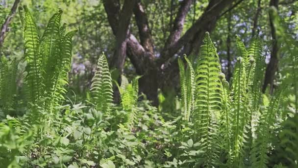Багато Молодих Зелених Листя Папороті Освітлені Сонцем Лісі Трясучись Вітром — стокове відео