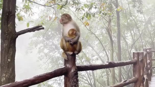 Mother Macaque Monkey Nursing Lap Baby Macaque Monkey Sanctuary While — Stock Video