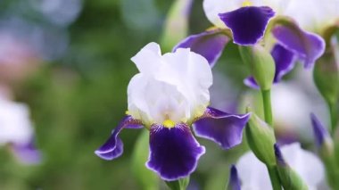 Güzel menekşe çiçeklerinin yakın çekimi bahçede rüzgarda sallanıyor. Yana kayan dolly yüksek kalite 4K görüntü.