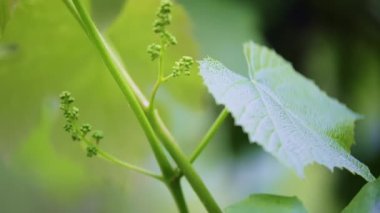 Bahçedeki genç yeşil filizlere karşı sarmaşıkta yeşil yapraklı, yumurtalık üzümleri yetişiyor. Yükselen dolly yüksek kalite 4K görüntü.