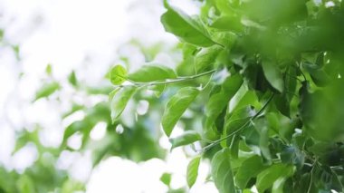 Yaz güneşi altında armut yapraklarına yakın çekim, armut ağacı çiftliği. Bahar zümrüdü yeşilliği. Yana kayan dolly yüksek kalite 4K görüntü