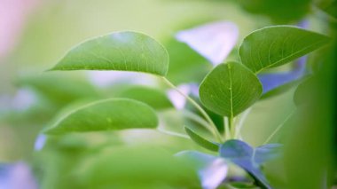 Yaz güneşi altında armut yapraklarına yakın çekim, armut ağacı çiftliği. Bahar zümrüdü yeşilliği. Yana kayan dolly yüksek kalite 4K görüntü