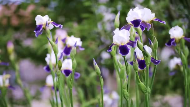 Prachtige Violette Irisbloemen Wapperen Wind Tuin Zijwaarts Bewegen Dolly Van — Stockvideo