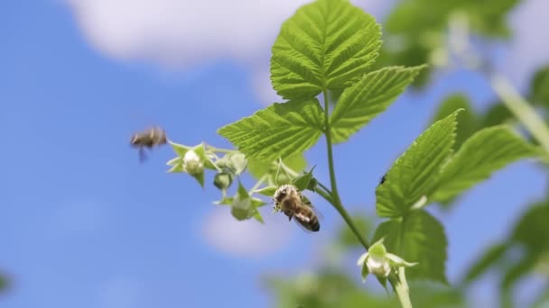 Крупним Планом Зелене Молоде Листя Малини Саду Двома Бджолами Запилюють — стокове відео