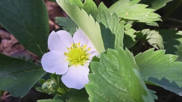 White Strawberry Flowers Bloom Bush Garden Shaking Wind Bright Sunlight — Stock Video