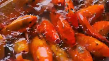Bir sürü turuncu renkli koi balığı tatlı su havuzunda yüzüyor ve yiyecek arıyorlar. Yüksek kalite 4k görüntü