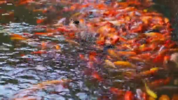 Wiele Pomarańczowych Ryb Karpiowych Koi Pływa Stawie Słodkowodnym Szuka Pożywienia — Wideo stockowe